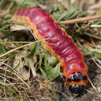Cossus cossus on RikenMon's Nature.Guide