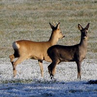 Capreolus capreolus on RikenMon's Nature.Guide
