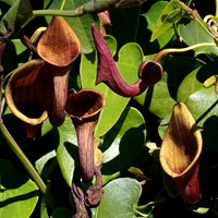 Aristolochia baetica on RikenMon's Nature.Guide