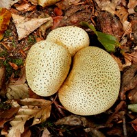 Scleroderma citrinum on RikenMon's Nature.Guide