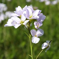 Cardamine pratensis on RikenMon's Nature.Guide