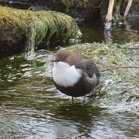 Cinclus cinclus on RikenMon's Nature.Guide
