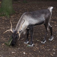 Rangifer tarandus on RikenMon's Nature.Guide
