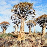 Aloe dichotoma op RikenMon's Natuurgids