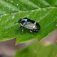 Eurydema oleracea on RikenMon's Nature.Guide