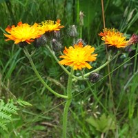 Hieracium aurantiacum  on RikenMon's Nature.Guide