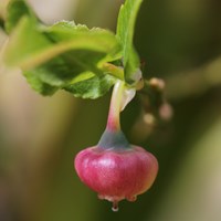 Vaccinium myrtillus Auf RikenMons Nature.Guide