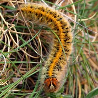 Lasiocampa trifolii on RikenMon's Nature.Guide