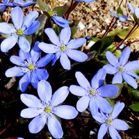 Anemone hepatica on RikenMon's Nature.Guide