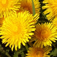 Taraxacum officinale  on RikenMon's Nature.Guide