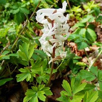 Corydalis cava on RikenMon's Nature.Guide