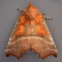 Scoliopteryx libatrix on RikenMon's Nature.Guide
