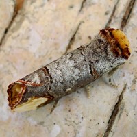 Phalera bucephala on RikenMon's Nature.Guide