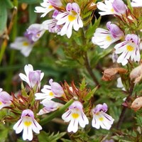 Euphrasia rostkoviana on RikenMon's Nature.Guide
