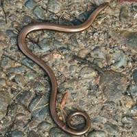 Anguis fragilis on RikenMon's Nature.Guide