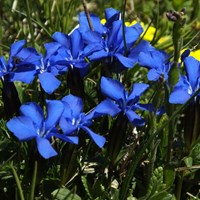 Gentiana bavarica on RikenMon's Nature.Guide