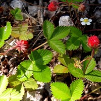 Fragaria vesca on RikenMon's Nature.Guide
