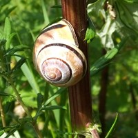 Cepaea nemoralis on RikenMon's Nature.Guide