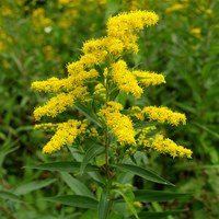 Solidago gigantea on RikenMon's Nature.Guide