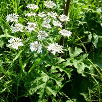 Heracleum sphondylium on RikenMon's Nature.Guide