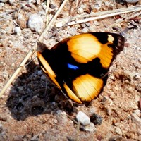 Junonia hierta on RikenMon's Nature.Guide