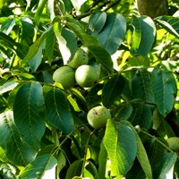 Juglans regia on RikenMon's Nature.Guide