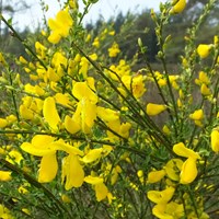 Cytisus scoparius on RikenMon's Nature.Guide