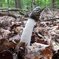 Phallus impudicus on RikenMon's Nature.Guide