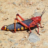 Phymateus morbillosus on RikenMon's Nature.Guide