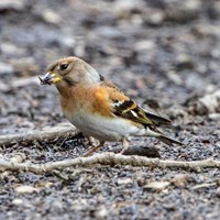Fringilla montifringilla on RikenMon's Nature.Guide
