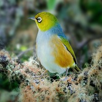 Zosterops lateralis on RikenMon's Nature.Guide