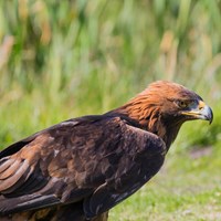 Aquila chrysaetos on RikenMon's Nature.Guide