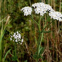 Achillea millefolium on RikenMon's Nature.Guide