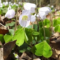 Oxalis acetosella on RikenMon's Nature.Guide