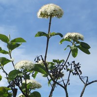 Viburnum lantana on RikenMon's Nature.Guide