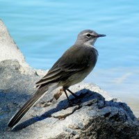 Motacilla capensis on RikenMon's Nature.Guide