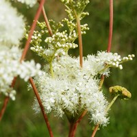 Filipendula ulmaria on RikenMon's Nature.Guide