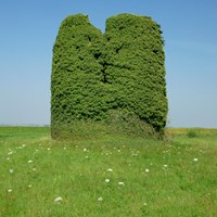 Hedera helix  En la Guía-Naturaleza de RikenMon