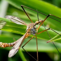 Tipula vernalis En la Guía-Naturaleza de RikenMon