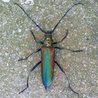 Aromia moschata on RikenMon's Nature.Guide