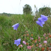 Campanula rotundifolia on RikenMon's Nature.Guide