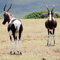 Damaliscus pygargus on RikenMon's Nature.Guide
