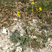 Hieracium pilosella on RikenMon's Nature.Guide