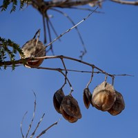 Jacaranda mimosifolia on RikenMon's Nature.Guide