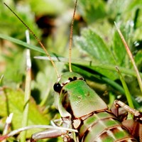 Anonconotus alpinus on RikenMon's Nature.Guide
