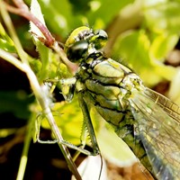 Gomphus pulchellus on RikenMon's Nature.Guide