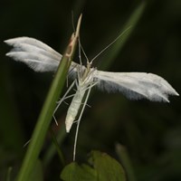 Pterophorus pentadactyla on RikenMon's Nature.Guide