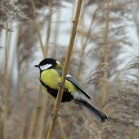 Parus major on RikenMon's Nature.Guide