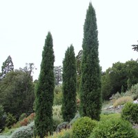 Cupressus sempervirens on RikenMon's Nature.Guide