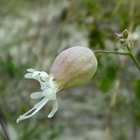 Silene vulgaris on RikenMon's Nature.Guide